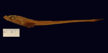Media type: image; Ichthyology 27921